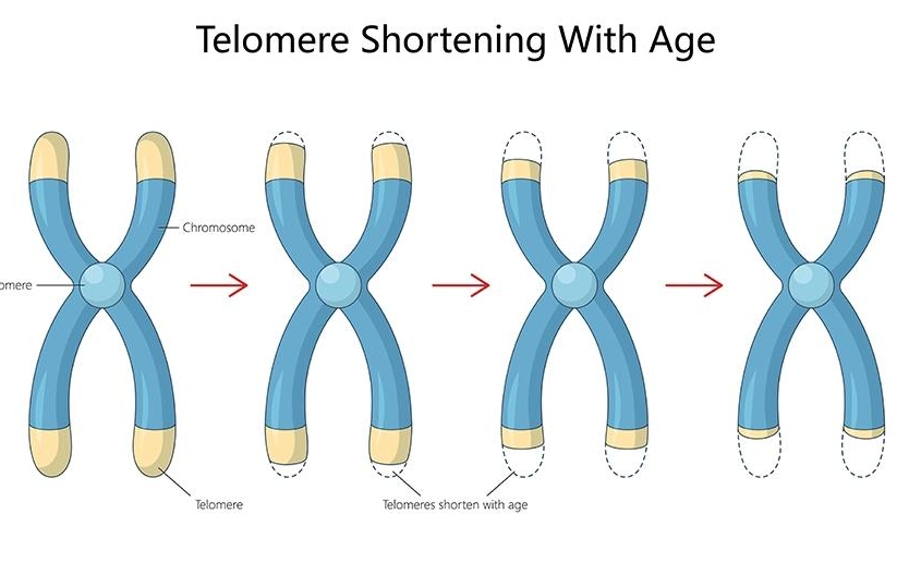 [Image: Telomere-2-845x540.jpg]